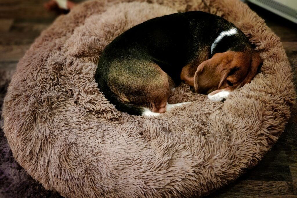 snoozle hondenmand beagle hond